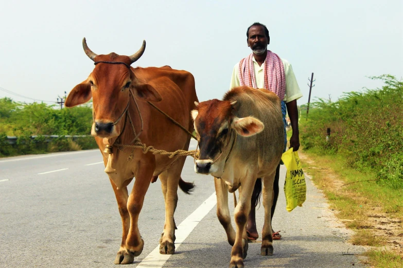 a man leading two cows down a road, pexels contest winner, samikshavad, thumbnail, dressed in a worn, accompanying hybrid, a cozy