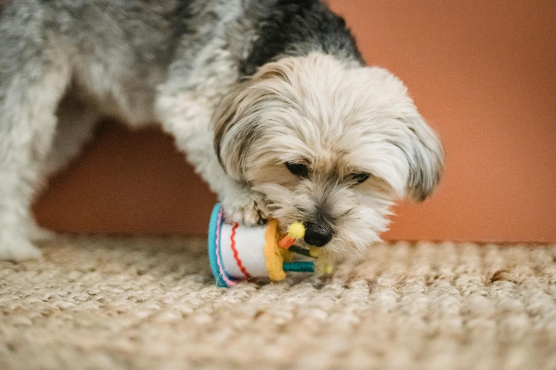 a small dog chewing on a toy on the floor, a pastel, by Emma Andijewska, pexels contest winner, cupcake, yellow, game, multi - layer