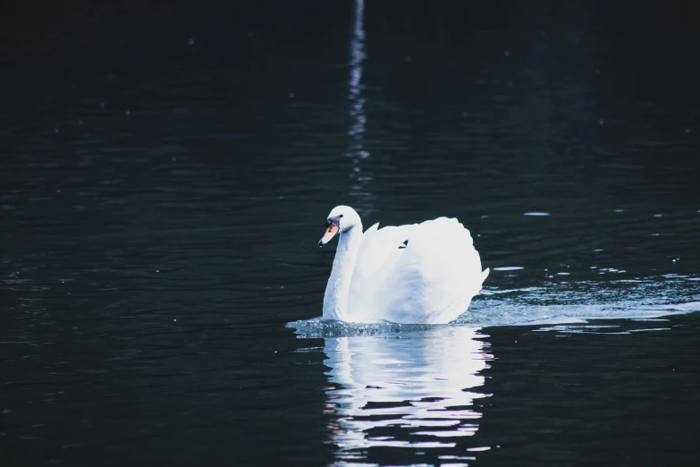 a white swan floating on top of a body of water, inspired by Elsa Bleda, pexels contest winner, hurufiyya, light and dark, whistler, today\'s featured photograph 4k, flirting