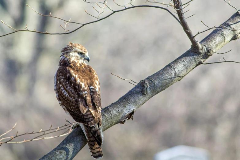 a bird sitting on top of a tree branch, by Neil Blevins, pexels contest winner, hawk, cornell, fullbody view, february)