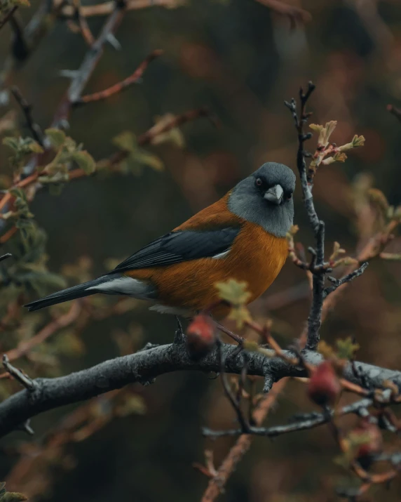 a small bird sitting on top of a tree branch, unsplash contest winner, baroque, grey orange, in an arctic forest, manuka, portrait mode photo