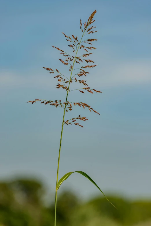 a tall stalk of grass in the middle of a field, a portrait, by David Simpson, hurufiyya, top - side view, short neck, seeds, today\'s featured photograph 4k