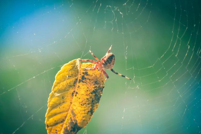 a spider sitting on top of a leaf next to a spider web, unsplash, visual art, avatar image, multicoloured, shot on sony a 7, multilayer