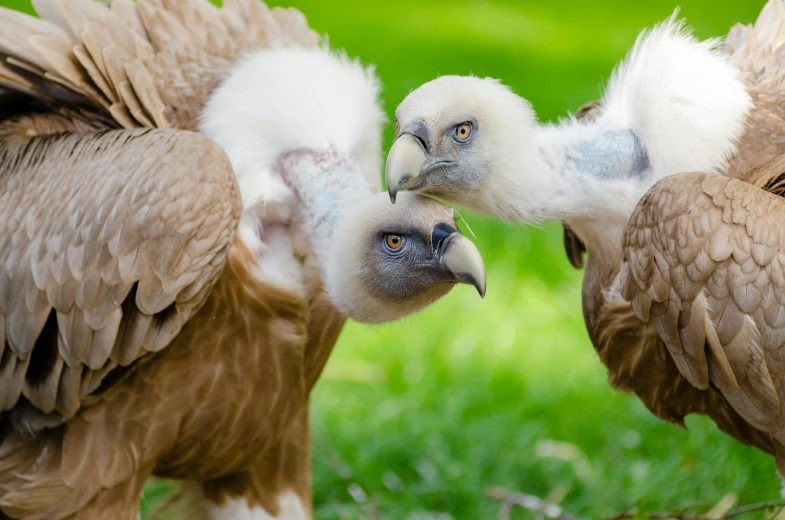 a group of vultures standing on top of a lush green field, a portrait, pexels contest winner, hurufiyya, adult pair of twins, australian, close-up fight, youtube thumbnail