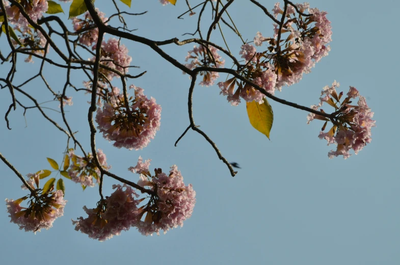 a tree branch with pink flowers against a blue sky, by Rachel Reckitt, unsplash, taken with sony alpha 9, brown, backlit, japanese