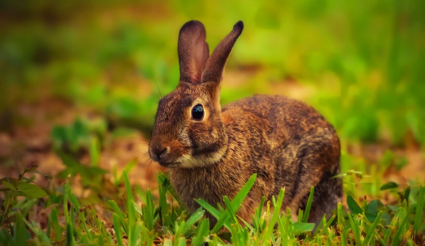 a rabbit that is standing in the grass