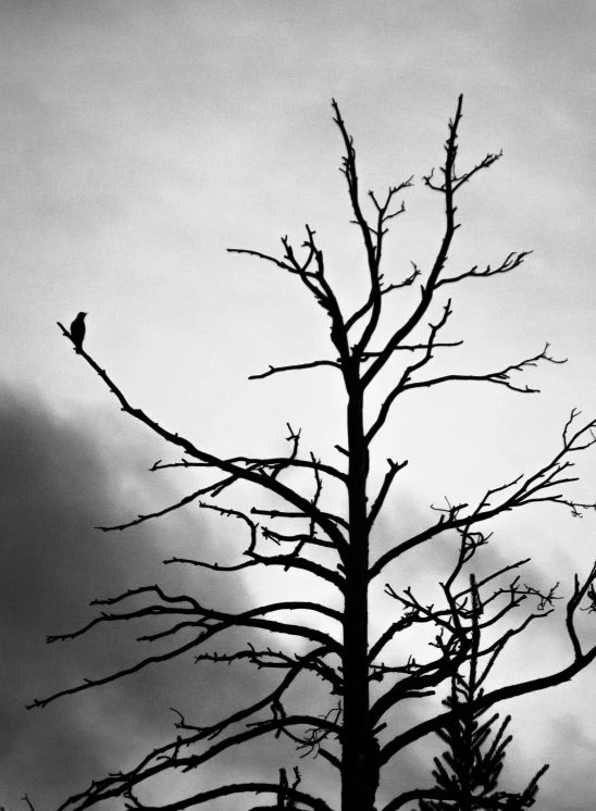 a black and white photo of a bird perched on a tree, by Gonzalo Endara Crow, minimalism, reminded me of the grim reaper, ominous! landscape of north bend, menacing!!!, trio
