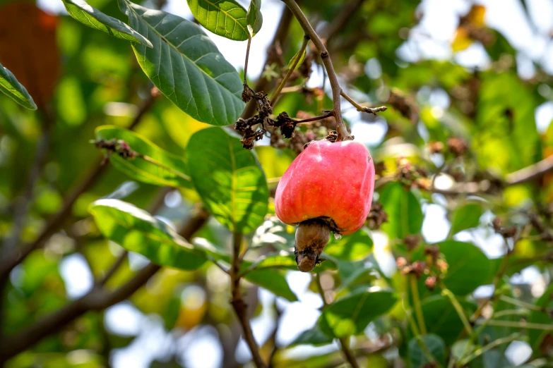 a close up of a fruit on a tree, by Julia Pishtar, hurufiyya, pink, assam tea garden setting, madagascar, instagram picture