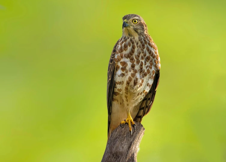 a brown and white bird sitting on top of a tree branch, pexels contest winner, hurufiyya, portrait of merlin, mid 2 0's female, sri lanka, hawk