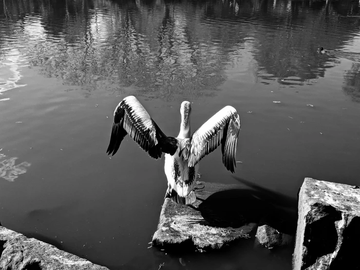 a pelican sitting on a rock in a body of water, a black and white photo, spread wings, sunken, street photo, rotated
