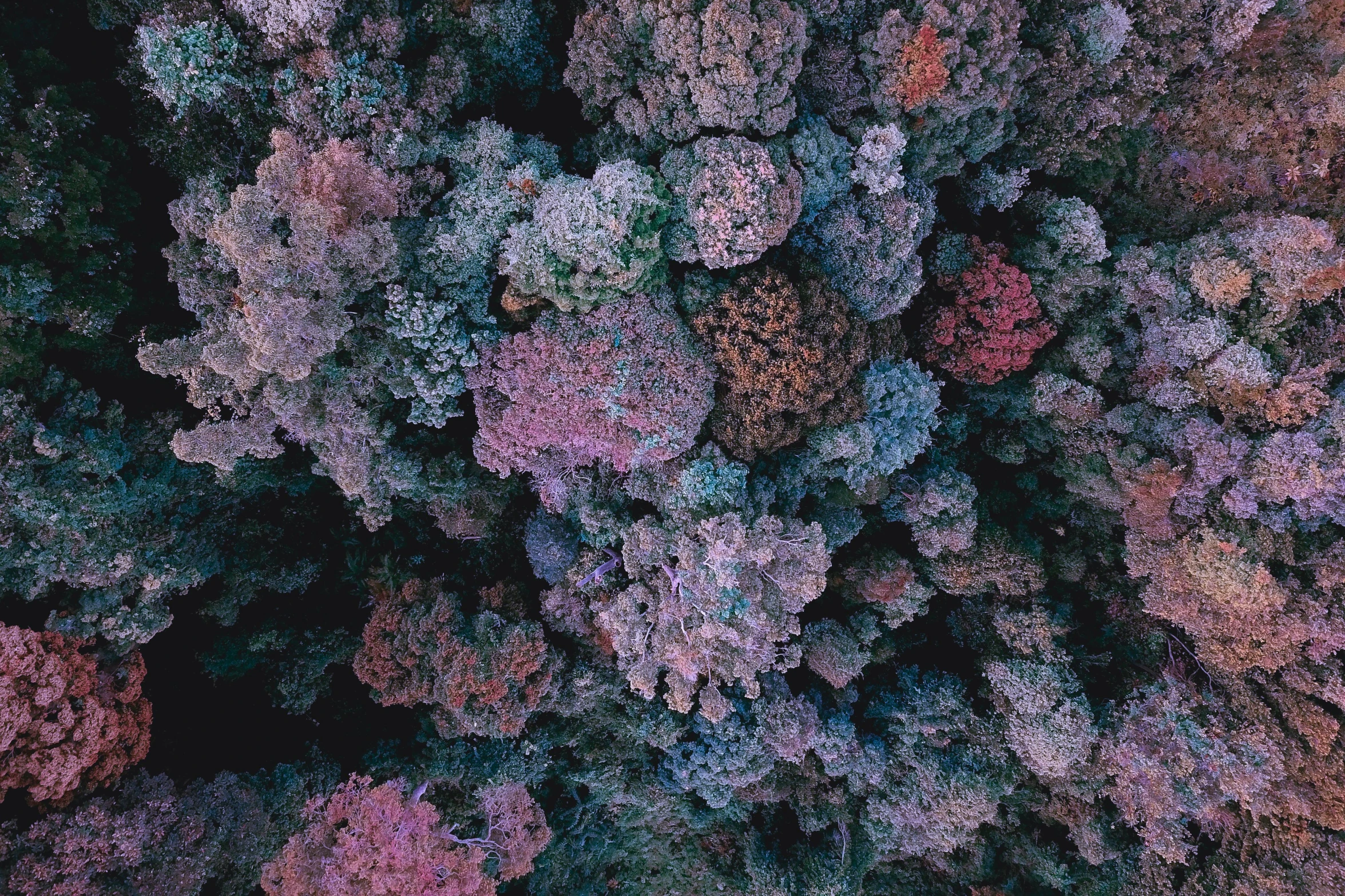 a forest filled with lots of different colored trees, unsplash contest winner, purple and pink, close-up from above, ((trees))