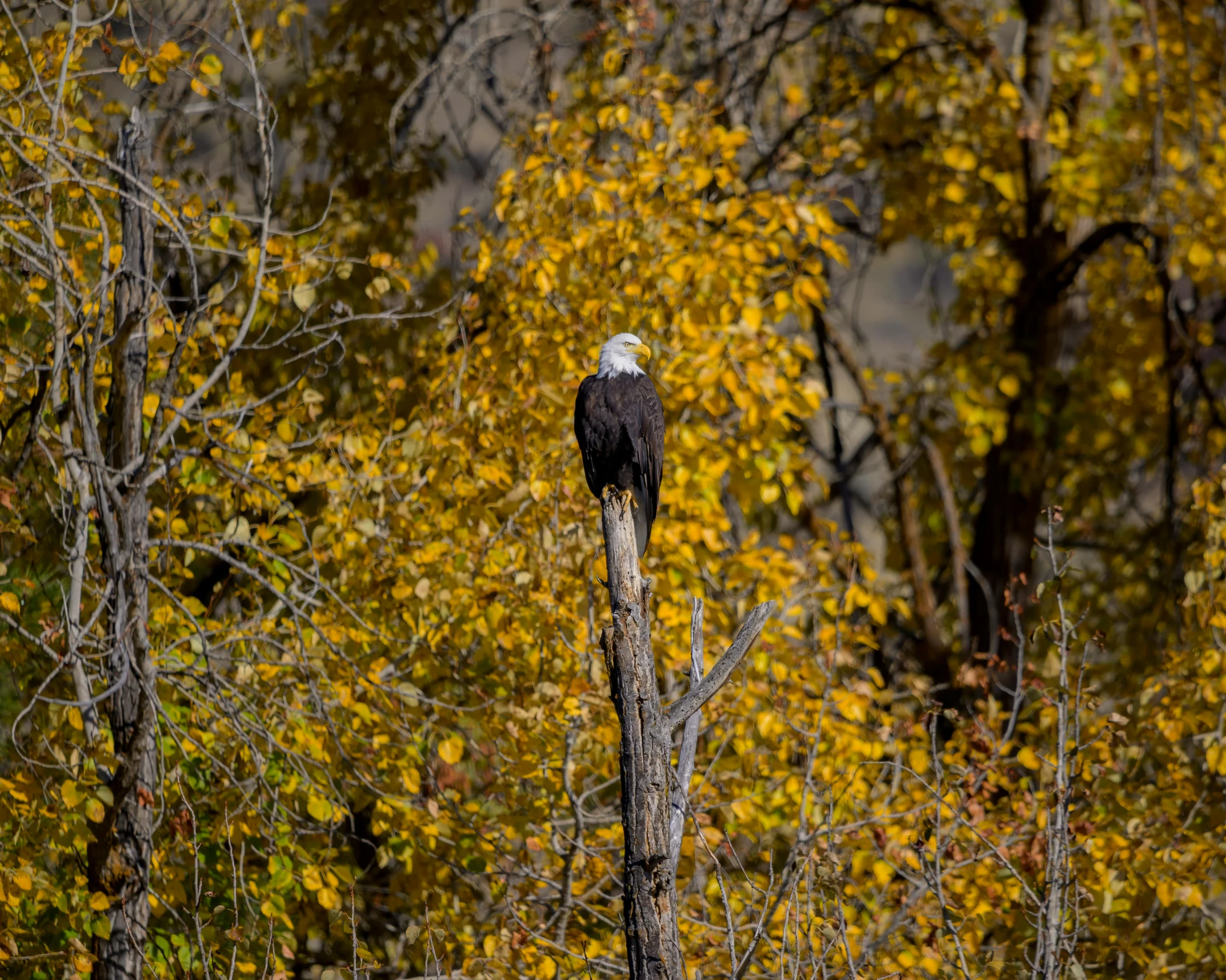 a bald eagle sitting on top of a tree stump, pexels contest winner, plein air, fall colors, wyoming, telephoto, aubrey powell
