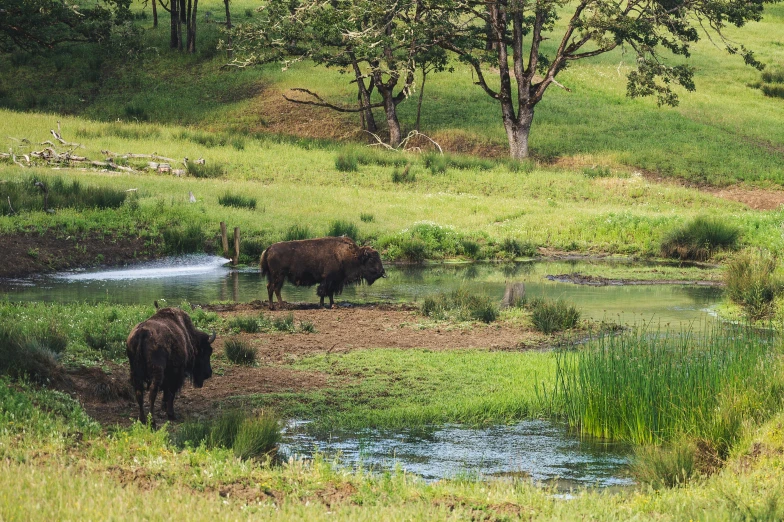 a herd of bison standing on top of a lush green field, by Emma Andijewska, pexels contest winner, renaissance, near pond, sri lankan landscape, 🦩🪐🐞👩🏻🦳, panoramic