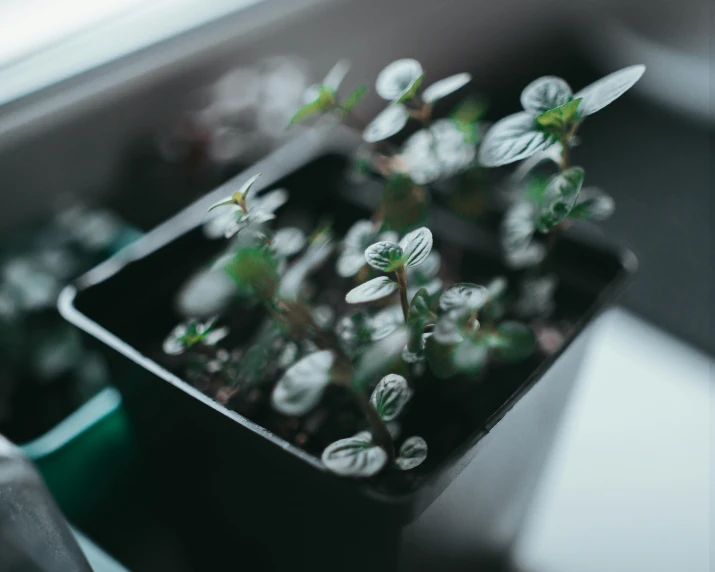 a close up of a potted plant on a window sill, a macro photograph, unsplash, high angle view, terrarium, multiple stories, mint leaves