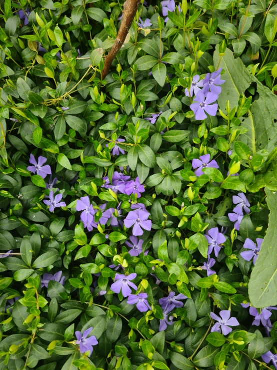 a group of purple flowers sitting on top of a lush green field, by Sam Dillemans, overgrown ivy plants, lobelia, on the sidewalk, medium blue