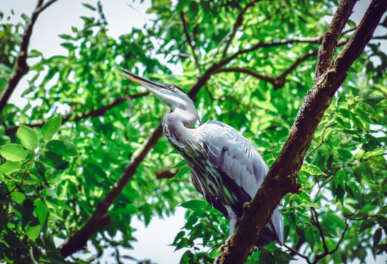 a bird sitting on top of a tree branch, lush surroundings, heron prestorn, 🦩🪐🐞👩🏻🦳, high quality photos