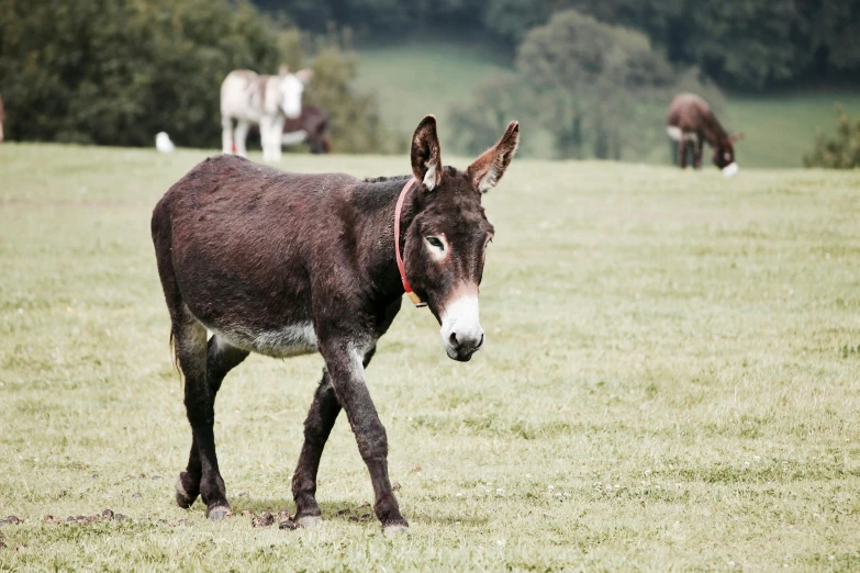 a donkey walking across a lush green field, unsplash, 🦩🪐🐞👩🏻🦳, festivals, grey, brown