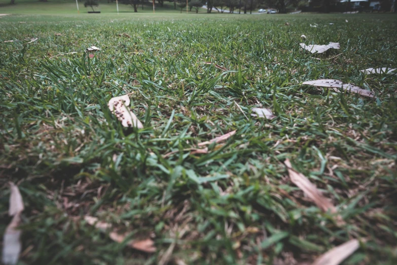 a field of grass with leaves on the ground, a tilt shift photo, unsplash, realism, instagram photo, at a park, grain”, high quality image”