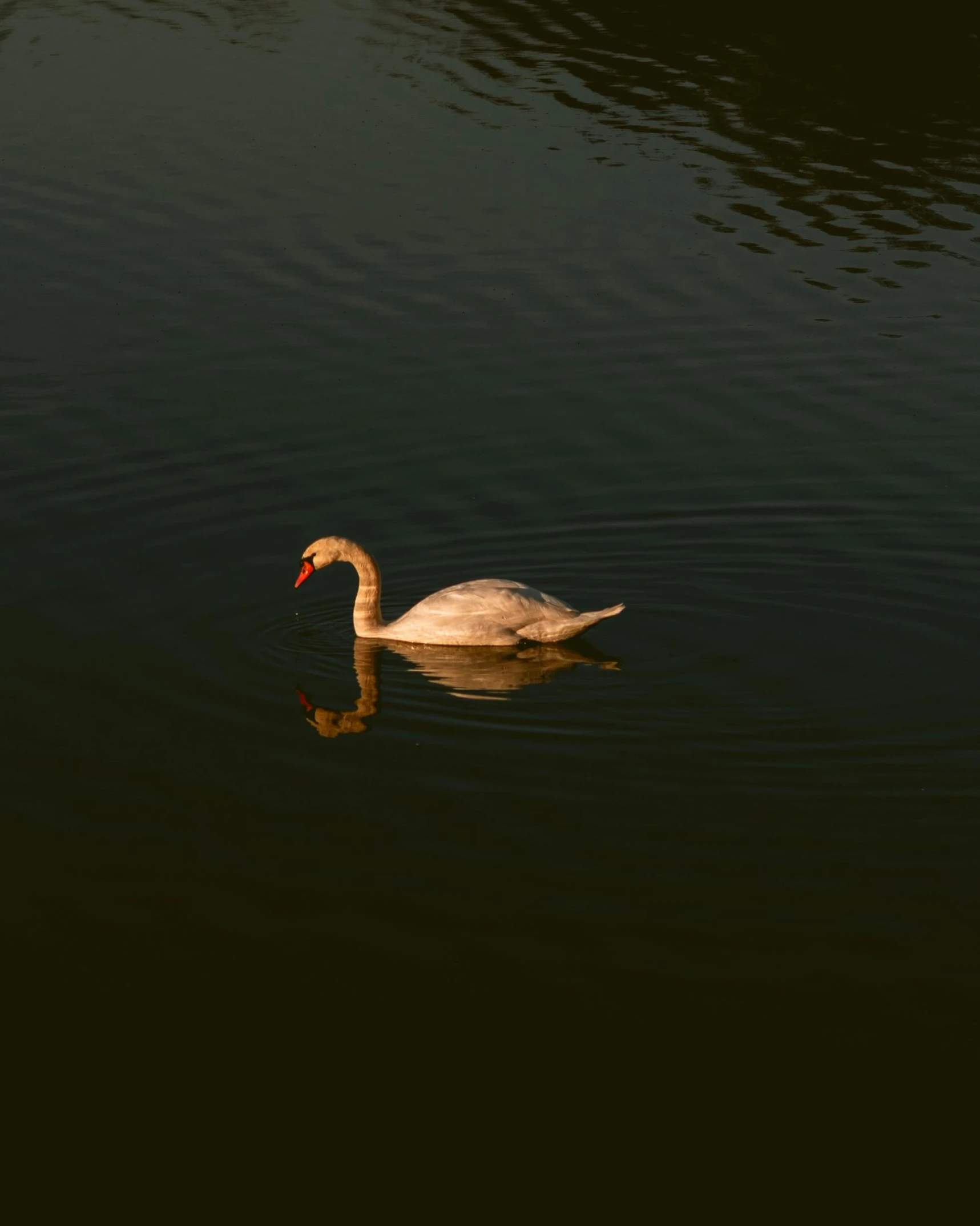 a white swan floating on top of a body of water, in the evening, unsplash photography, trending photo, ignant