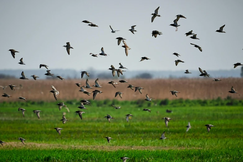 a flock of birds flying over a lush green field, spores floating in the air, prairie in background, warts