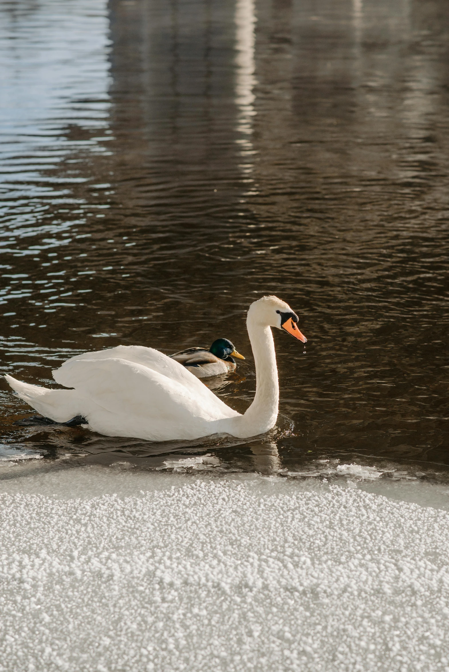 a white swan floating on top of a body of water, in the winter