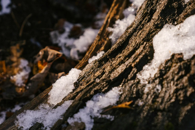 a close up of a tree trunk covered in snow, a macro photograph, unsplash, background image, ground - level medium shot, thumbnail, evening sunlight