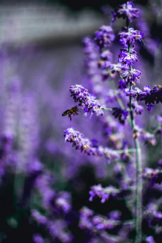 a bee sitting on top of a purple flower, lush surroundings, unsplash photography, purple flower trees, background image