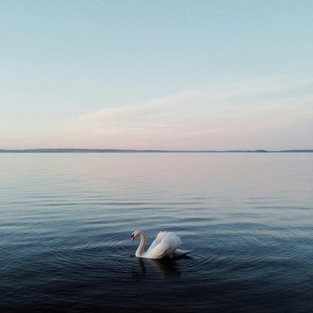 a white swan floating on top of a body of water, by Anna Haifisch, pexels contest winner, late summer evening, northern finland, photo taken on fujifilm superia, floating on the ocean