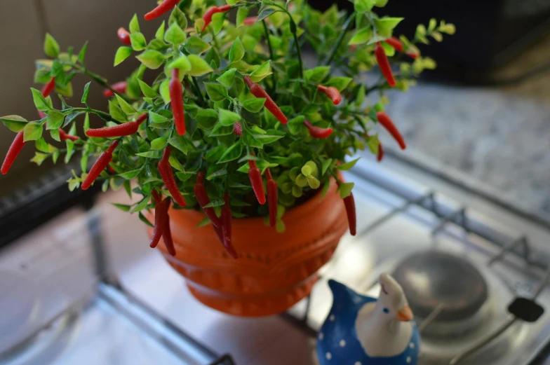 a potted plant sitting on top of a stove, spicy, small chin, green and red plants, fan favorite