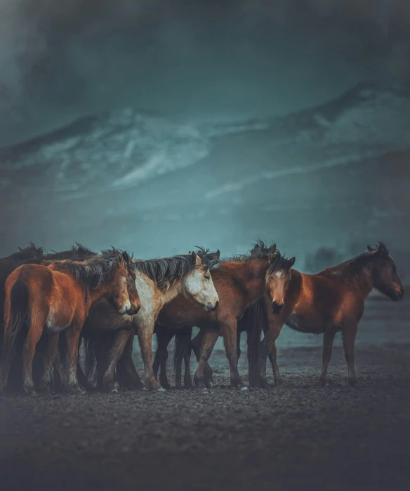 a herd of horses standing on top of a dirt field, an album cover, unsplash contest winner, baroque, cinematic and cold atmospheric, hq 4k phone wallpaper, reykjavik, slightly tanned