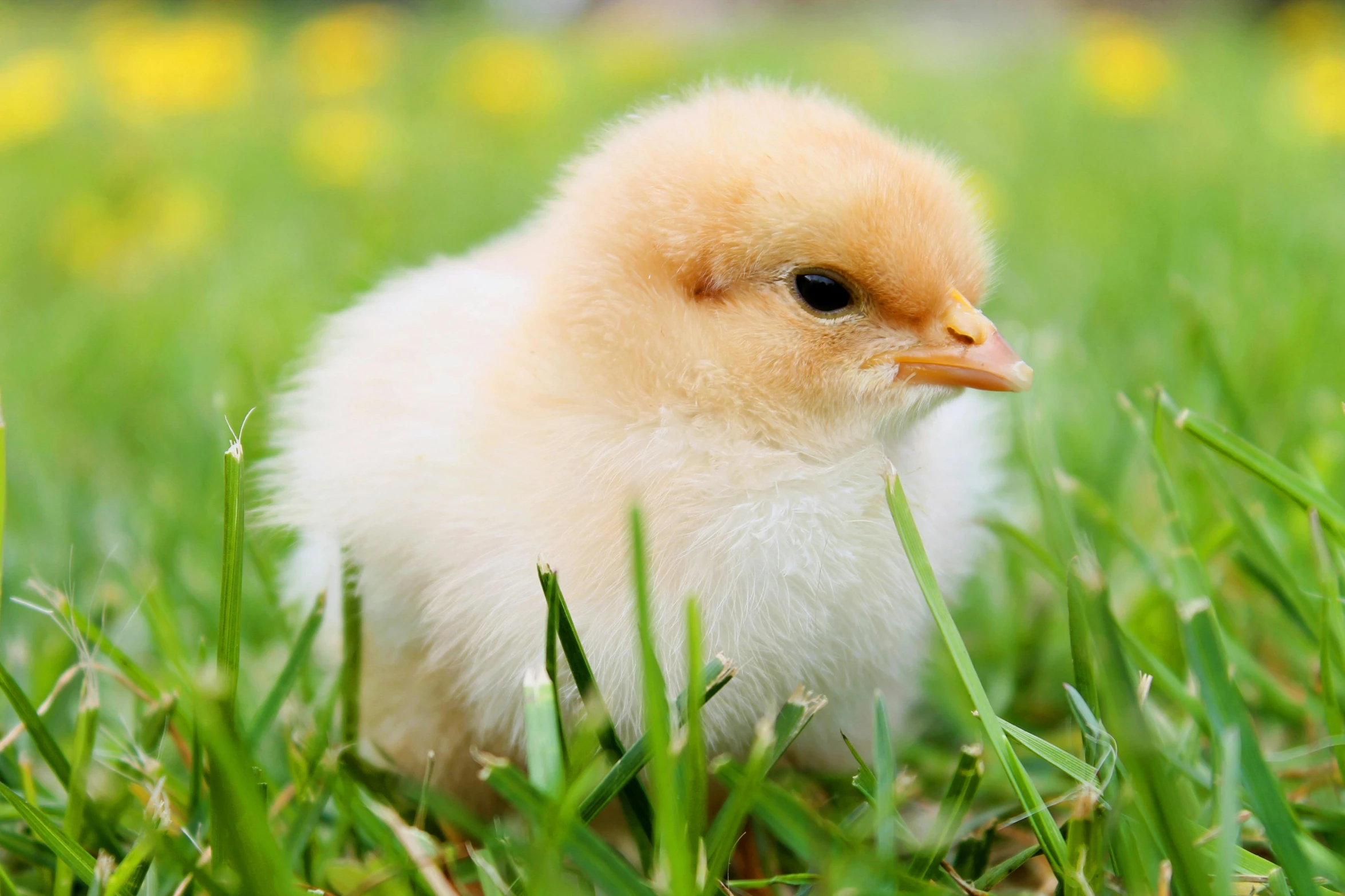 a small chicken standing on top of a lush green field, albino hair, gold, getty images, no cropping