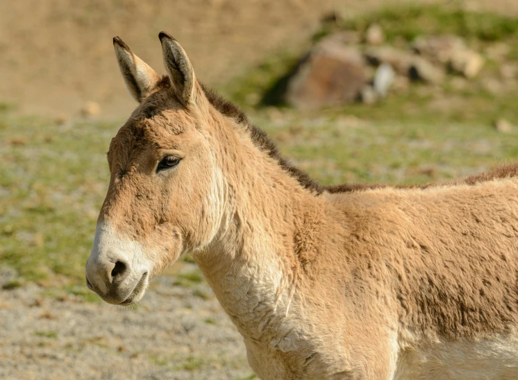 a donkey standing on top of a grass covered field, a picture, unsplash, mingei, close - up photo, caucasian, no cropping, brown