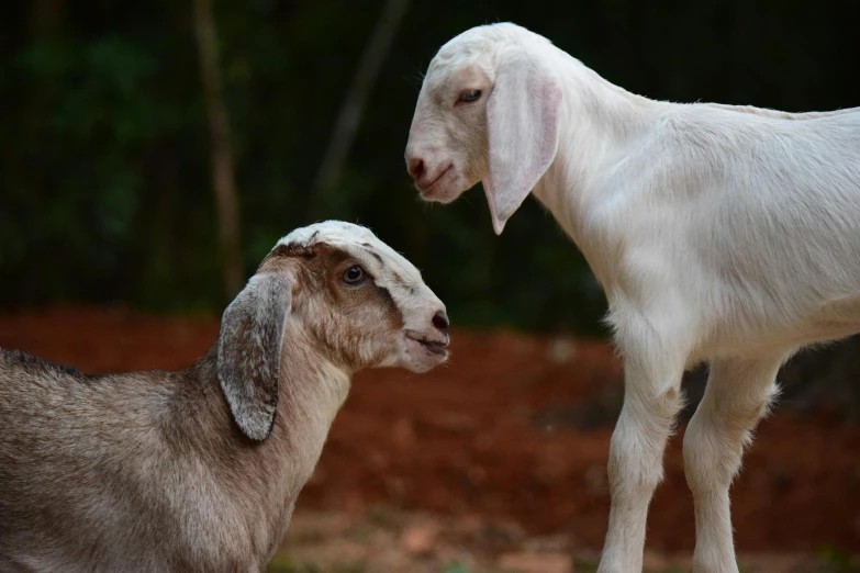 a couple of goats standing next to each other, pexels contest winner, renaissance, hatched pointed ears, malika favre, male emaciated, slide show