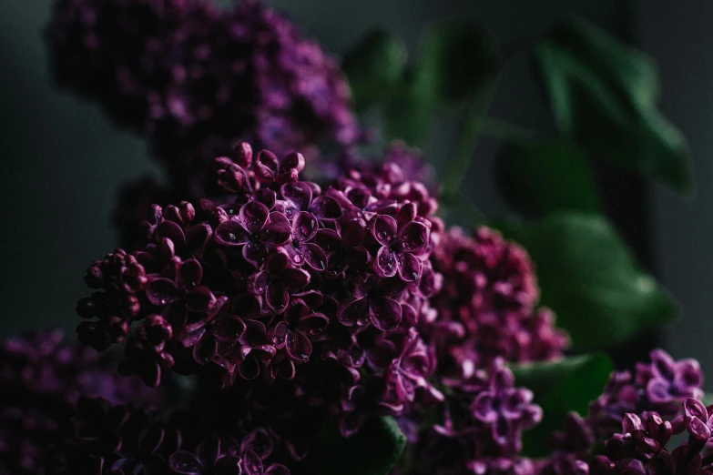 a close up of a bunch of purple flowers, pexels contest winner, romanticism, dark dull colors, instagram post, lilacs, made of liquid purple metal