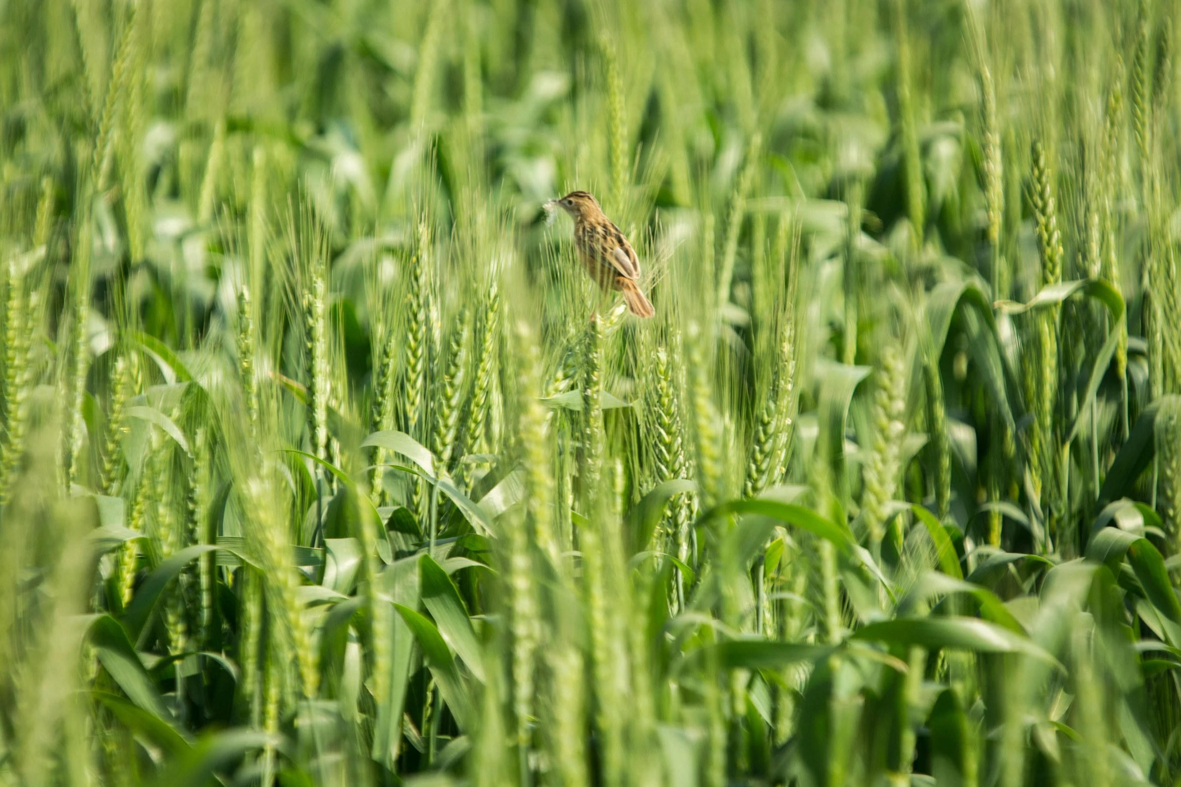 a bird sitting on top of a lush green field, by Andries Stock, pexels contest winner, precisionism, wheat field, brown, organic biomass, a tall