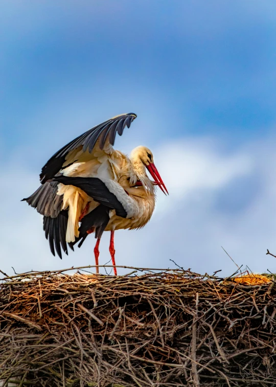 a couple of birds standing on top of a nest, by Jan Tengnagel, shutterstock contest winner, maternal photography 4 k, fine art print, crane, 15081959 21121991 01012000 4k