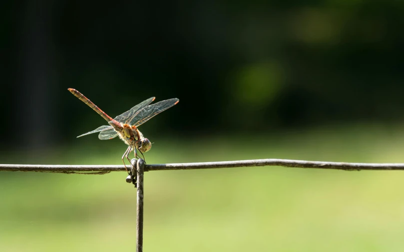 a dragonfly sitting on top of a barbed wire, by David Simpson, pexels contest winner, hurufiyya, small fence, various posed, nice afternoon lighting, outdoor photo