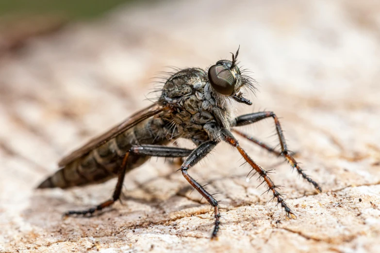 a close up of a fly on a piece of wood, pexels contest winner, hurufiyya, a humanoid mosquito wolf, avatar image, stylish pose, grey