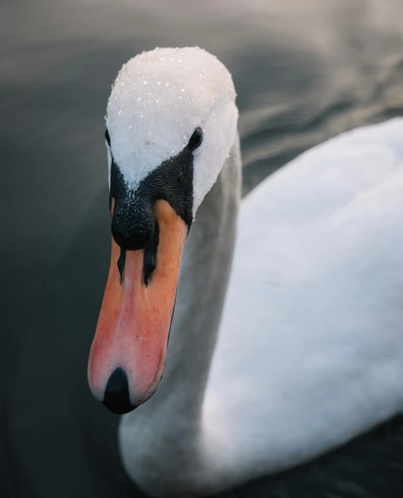 a white swan floating on top of a body of water, pexels contest winner, strong facial features, friendly face, swanland, today\'s featured photograph 4k