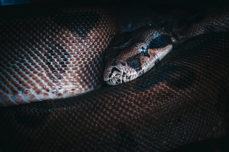 a close up of a snake in a cage, by Adam Marczyński, trending on pexels, hyperrealism, lying down, complex and desaturated, brown, an ultra realistic 8k octa photo