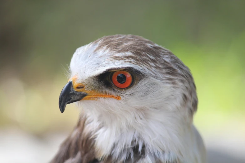 a close up of a bird of prey, pexels contest winner, hurufiyya, avatar image, australian, bright red eyes, mid 2 0's female