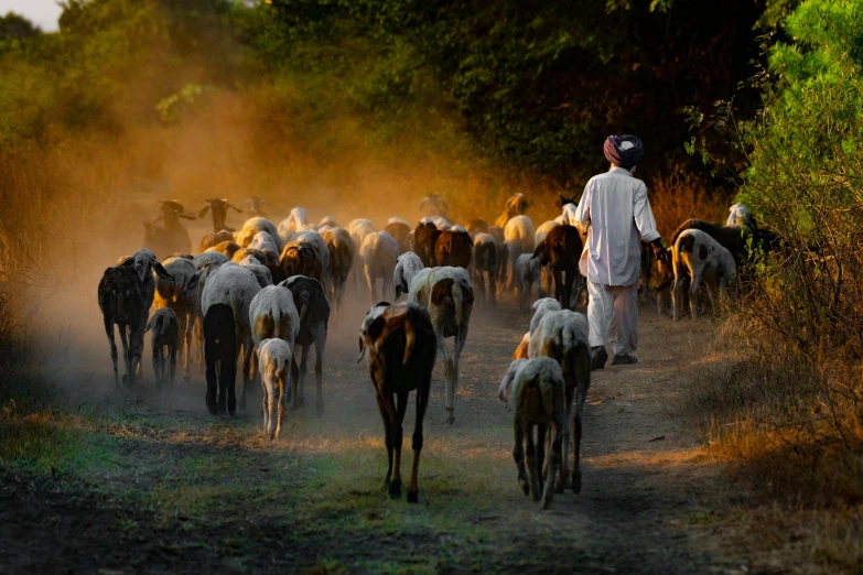 a man leading a herd of sheep down a dirt road, inspired by Steve McCurry, pexels contest winner, renaissance, late summer evening, chad, in a village, islamic