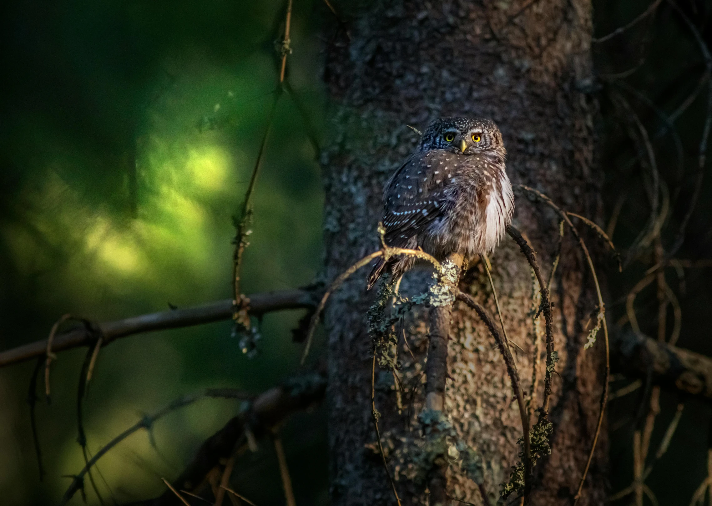 a bird sitting on top of a tree branch, a portrait, unsplash contest winner, nite - owl, fan favorite, paul barson, hunting