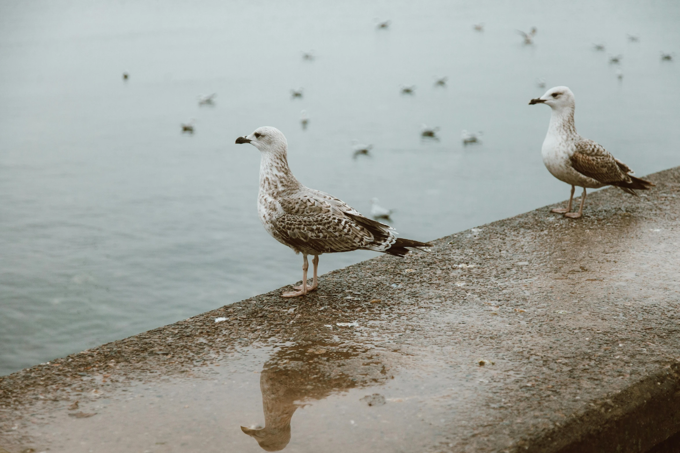 two seagulls standing on a ledge next to a body of water, by Daniel Seghers, pexels contest winner, wet reflective concrete, spotted, jovana rikalo, in a row