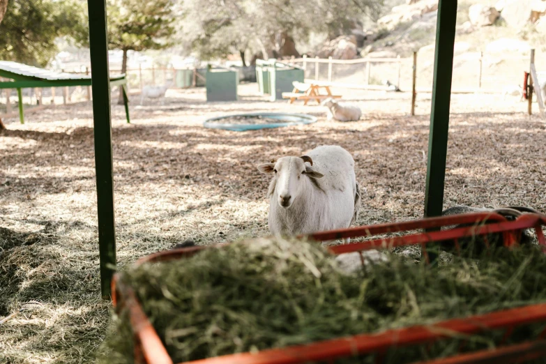 a white goat standing next to a pile of hay, unsplash, les nabis, donkey riding a playground swing, desert white greenhouse, at the park, feed troughs