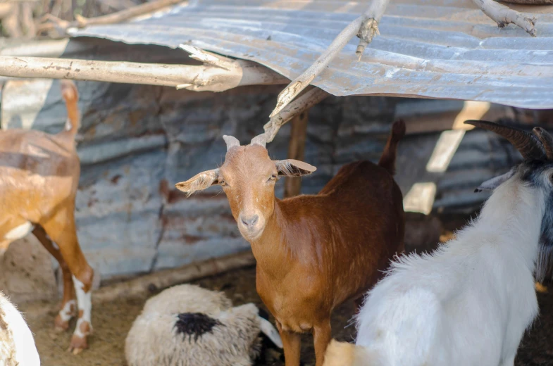 a group of goats standing next to each other, by Daniel Lieske, closeup at the food, nepal, profile image, fan favorite