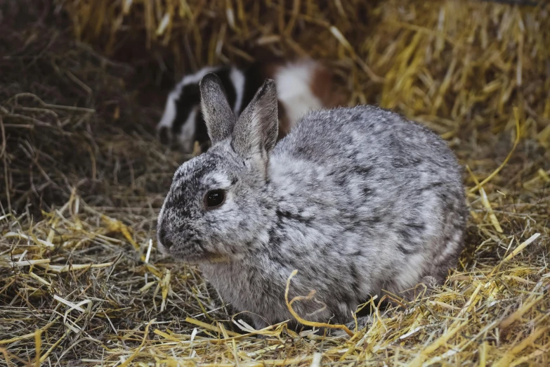 a rabbit sitting on top of a pile of hay, by Adam Marczyński, pexels contest winner, renaissance, gray mottled skin, avatar image, synthetic fur, adult pair of twins