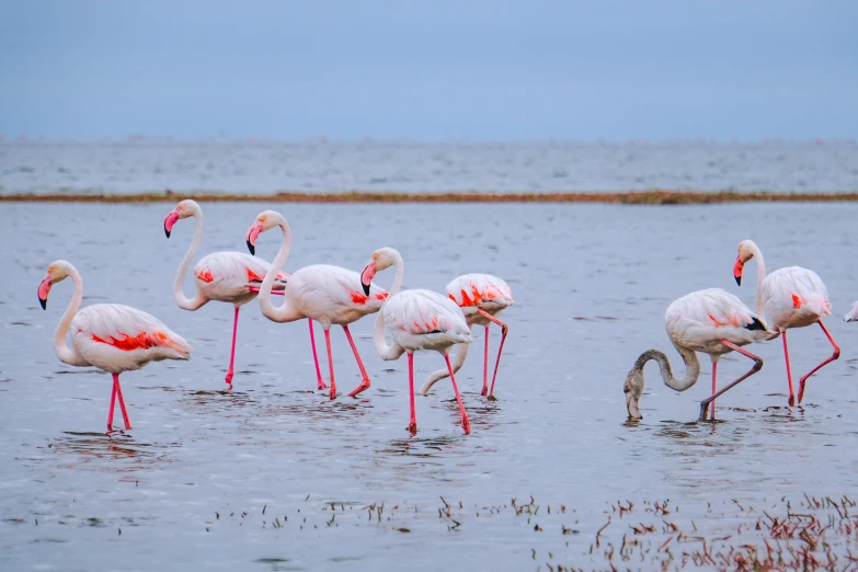 a group of flamingos wading in a body of water