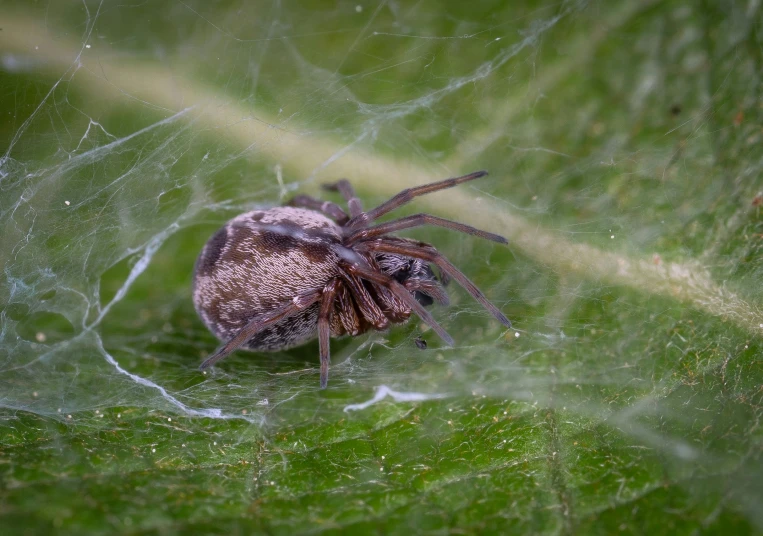 a spider sitting on top of a green leaf, webbing, digital image