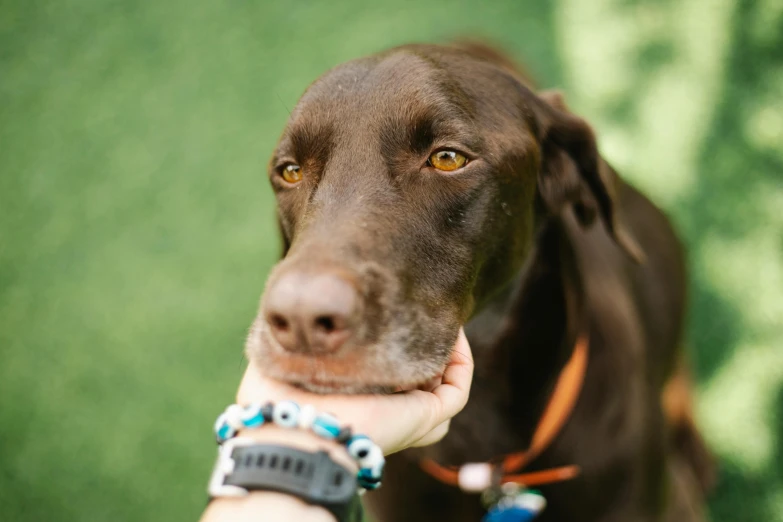 a close up of a person petting a dog, a portrait, unsplash, chocolate, glare face, the cytoplasm”, adopt